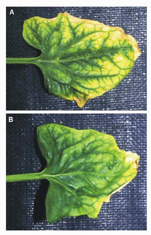 Ozone symptoms in spinach cv. Meridian fumigated in OTCs. (Photos: M.J. Sanz)