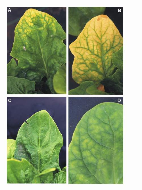 Ozone symptoms in spinach cv. Viroflay fumigated in OTCs. (Photos: E. Calvo)