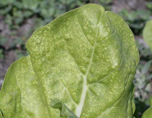 Ozone-like symptoms in commercial field of swiss chard in Spain. (Photo: E. Calvo)