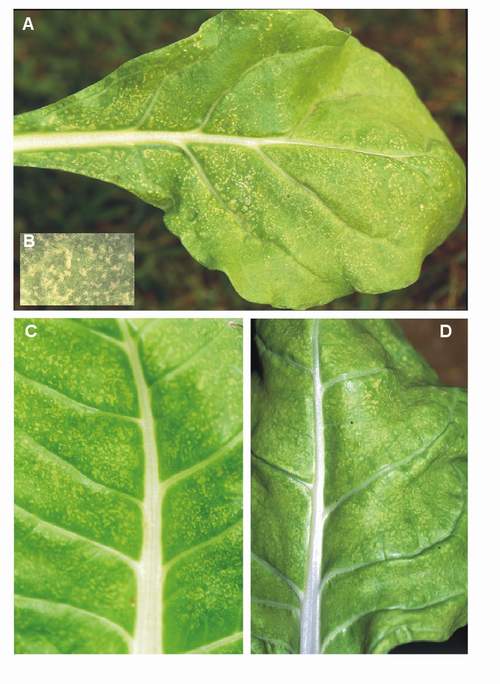 Ozone symptoms in swiss chard cv. Amarilla de Lyon fumigated in OTCs. (Photos A, C and D: E. Calvo; Photo B: M.J. Sanz)