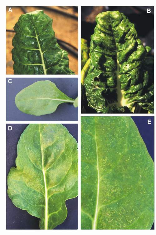 Ozone symptoms in swiss chard cv. Giant fumigated in OTCs. (Photos A and B: M.J. Sanz; Photos C, D and E: E. Calvo)