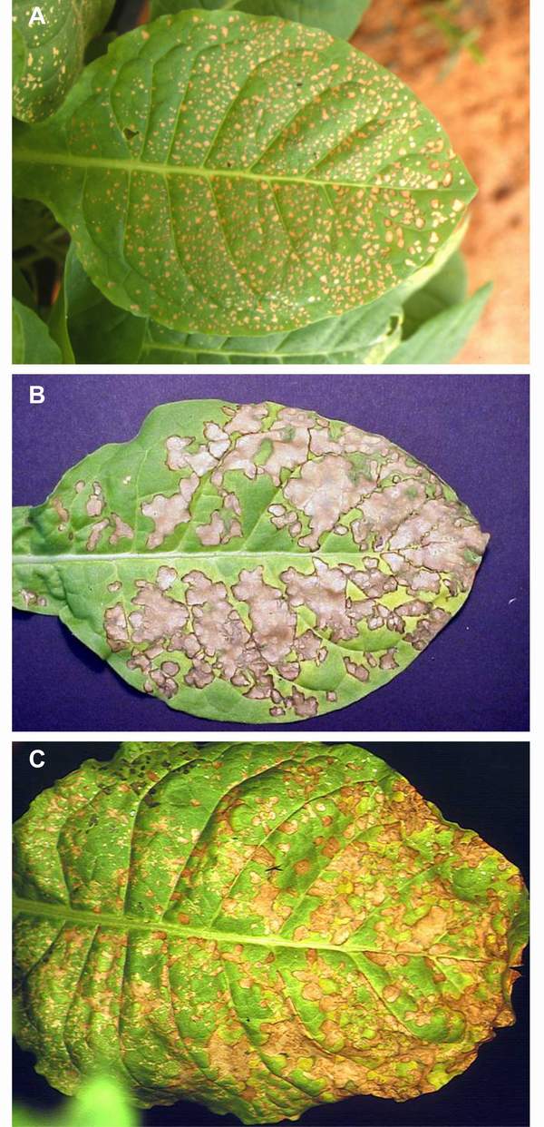 Ozone symptoms observed on tobacco cv. Bel W3 in Spain. (Photo A: M.J. Sanz; Photos B and C: V. Calatayud)