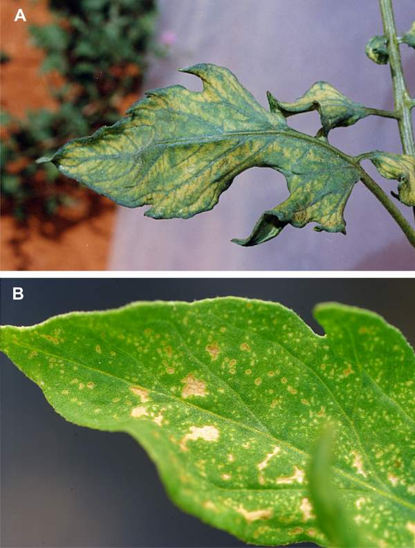 Ozone symptoms in tomato cv. Ailsa Craig in OTCs. (Photos: M.J. Sanz)