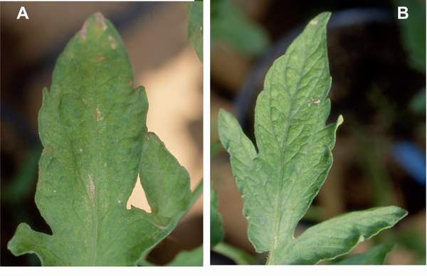 Ozone symptoms in tomato cv. Claudia in OTCs. (Photos: E. Calvo)