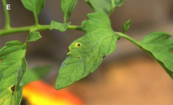 Fungal disease symptoms on leaf from Ailsa Craig tomato cultivar (E). (Photos: E. Calvo)