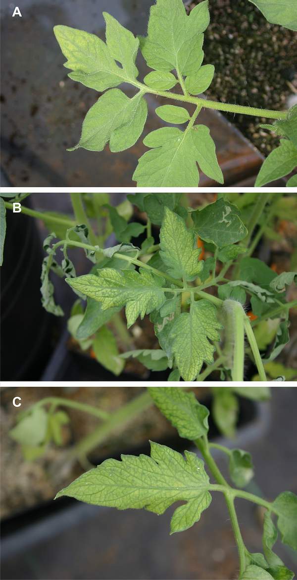 Ozone symptoms in tomato cv. Merlin in OTCs. (Photos: E. Calvo)