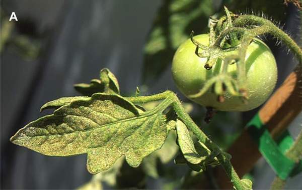 Mites symptoms mixed with ozone symptoms in tomato cv. Claudia. (Photos: E. Calvo)