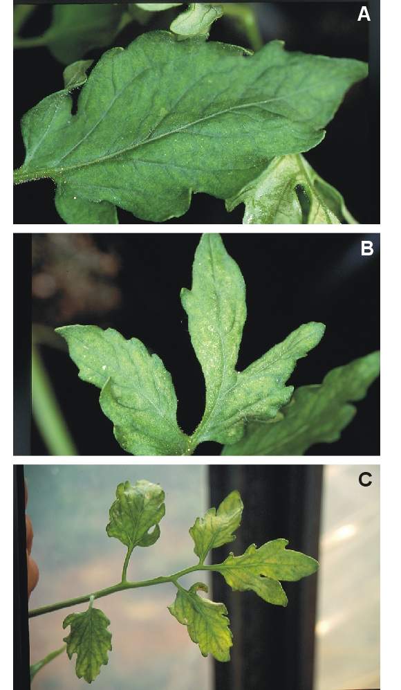 Ozone symptoms in tomato cv. Moneymaker in OTCs. (Photos A and B: E. Calvo; Photo C: M.J. Sanz)