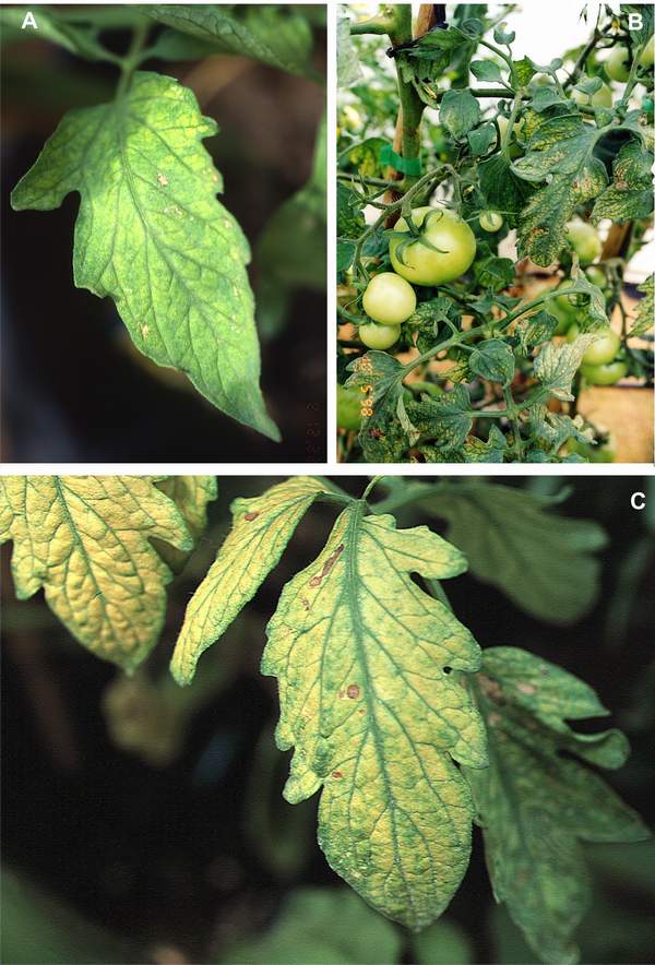 Ozone symptoms in tomato cv. Nikita in OTCs. (Photos: C. Martin)