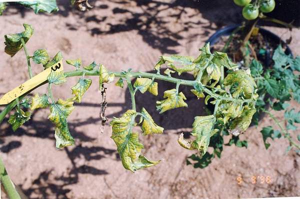 Ozone symptoms in tomato cv. Piedmont in OTCs. (Photo: M.J. Sanz)