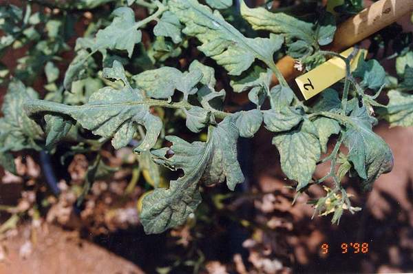 Ozone symptoms in tomato cv. UC 82 L in OTCs. (Photo: M.J. Sanz)