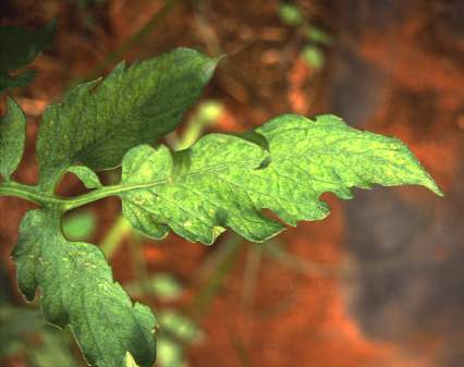 Ozone symptoms in tomato cv. Valenciano in OTCs. (Photo: C. Martin)