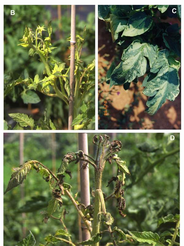 Virus symptoms in different cultivars of tomato (B, C and D). (Photos: E. Calvo)