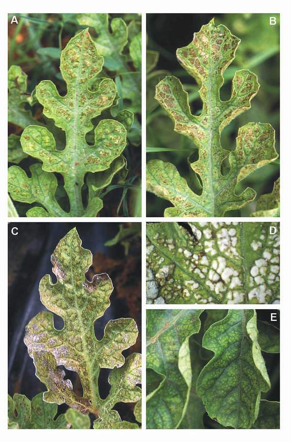 Ozone-like symptoms observed on watermelon cv. Reina de Corazones in Spain. (Photos: M.J. Sanz)