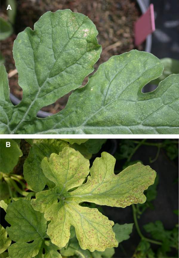Ozone symptoms in watermelon cv. Sugar Baby in OTCs. (Photos: C. Martin)